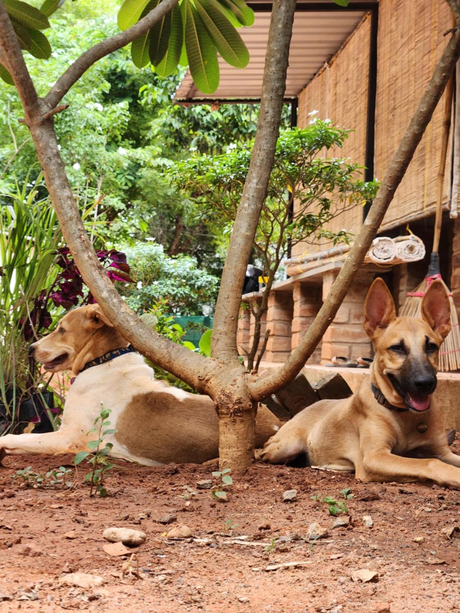 Nebula Nest Cafe & Hostel Auroville Luaran gambar